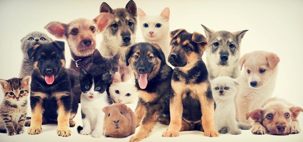 pets, puppies, kittens-6384006.jpg