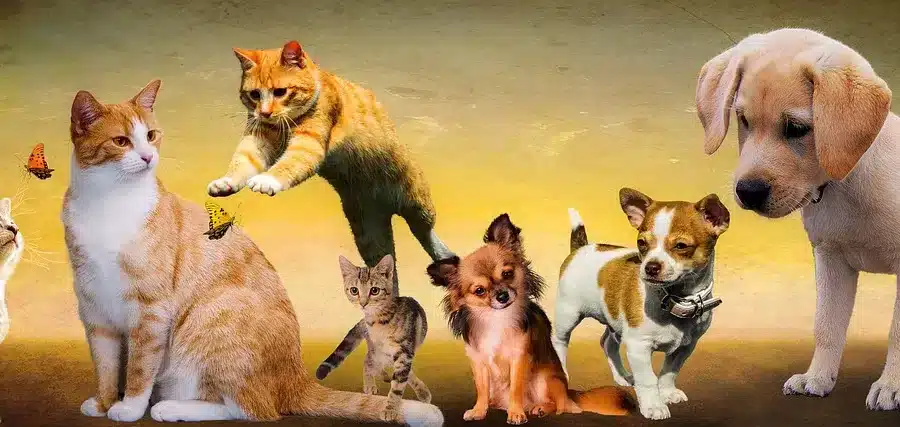 animals, dogs, nature-2222007.jpg
chien, chat